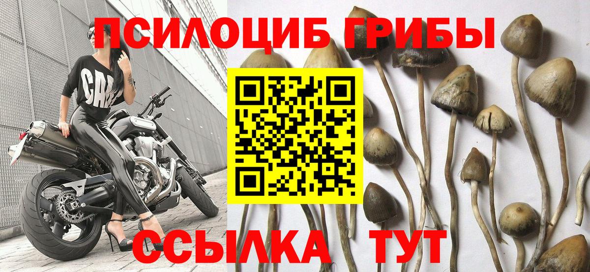 Галлюциногенные грибы мицелий Шахты